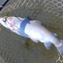 釣り初め ～大安トラウトレイク～